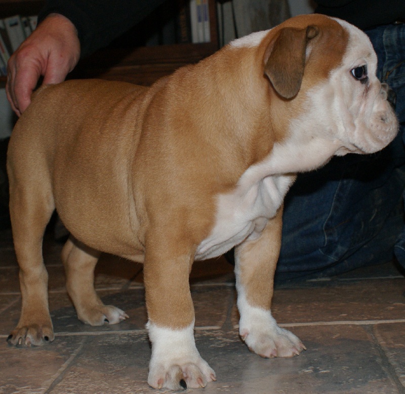 Publication : Von melkev kamp Auteur : noacco f -vmk kennel-