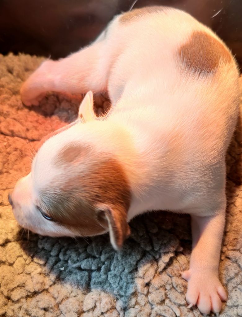CHIOT - Staffordshire Bull Terrier