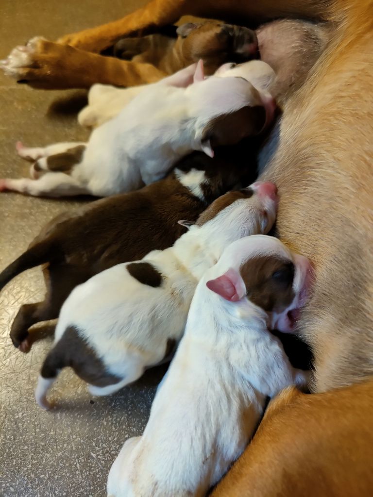 Staffordshire Bull Terrier