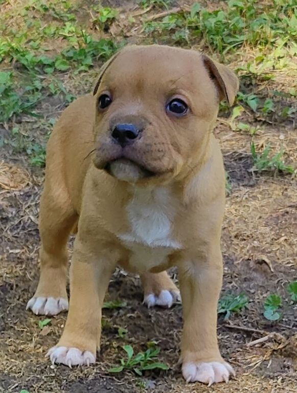 CHIOT 1 - Staffordshire Bull Terrier
