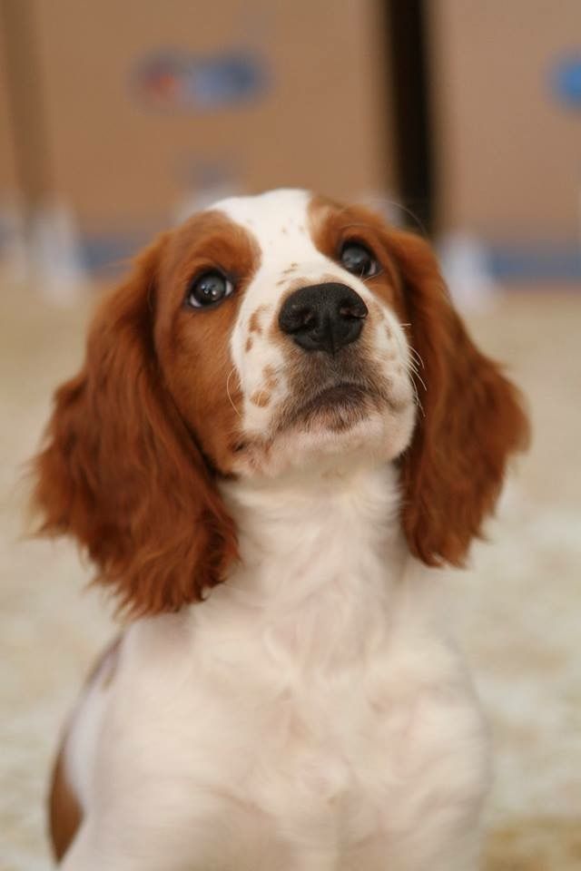 Un Bebe Welsh Springer