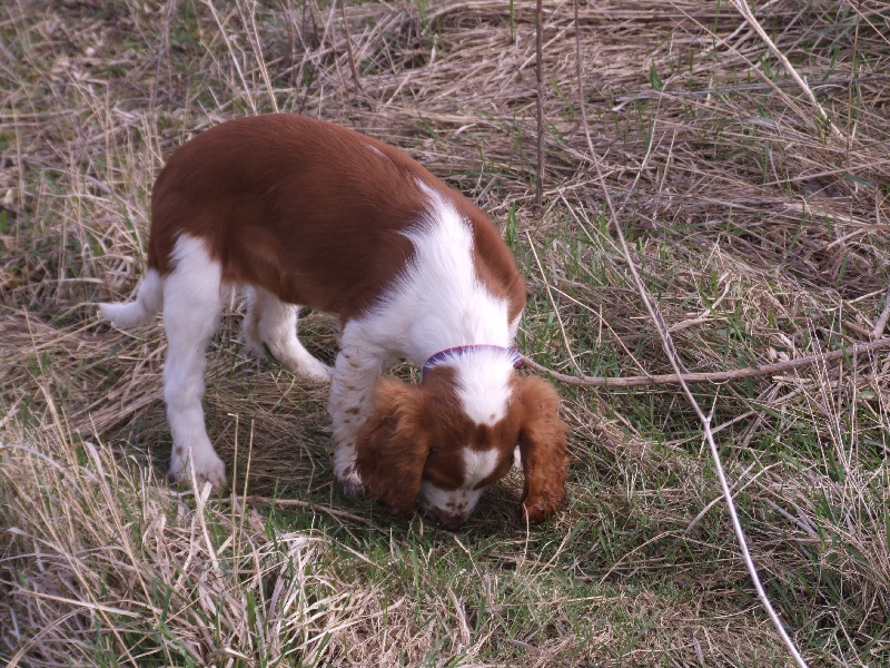 Fidji du Domaine de Kérarzic Vilin