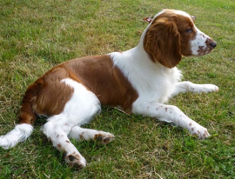 Fidji du Domaine de Kérarzic Vilin