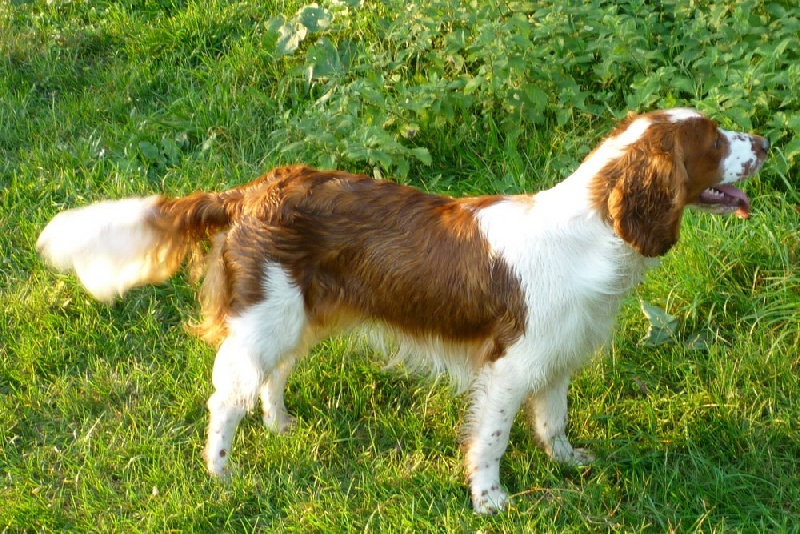 Fidji du Domaine de Kérarzic Vilin