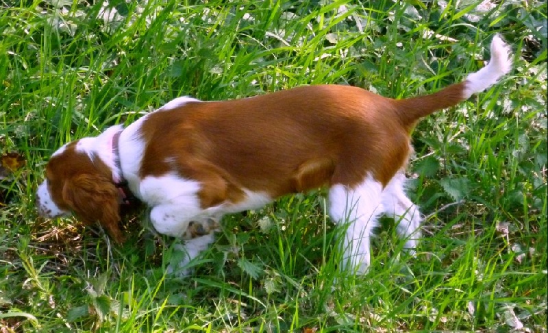 Fidji du Domaine de Kérarzic Vilin