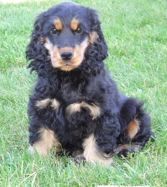 Holly dolly du Domaine de Kérarzic Vilin