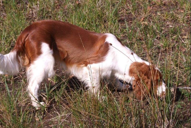 Fidji du Domaine de Kérarzic Vilin