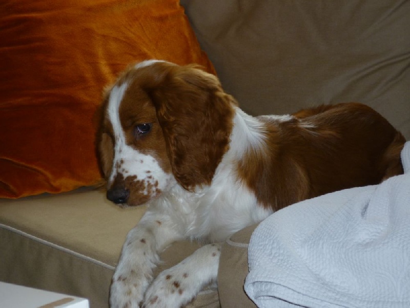 Fidji du Domaine de Kérarzic Vilin