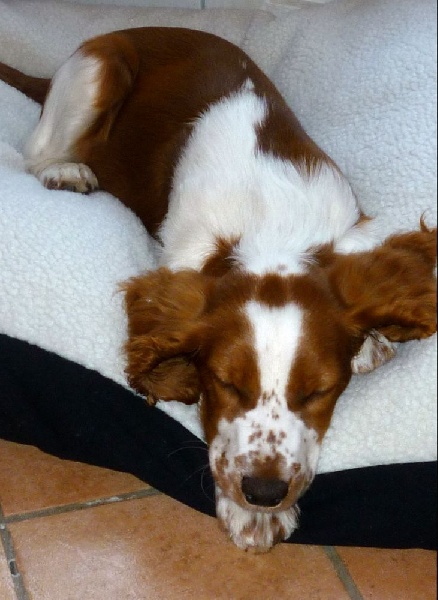 Fidji du Domaine de Kérarzic Vilin