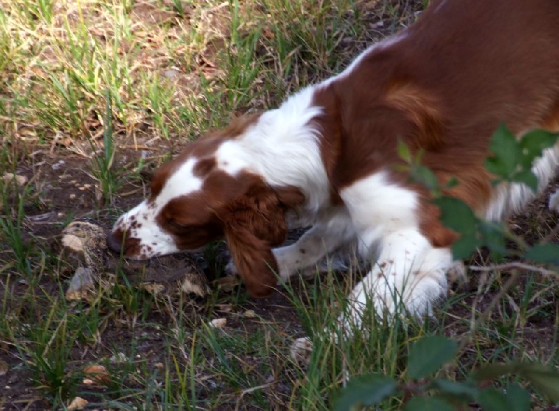 Fidji du Domaine de Kérarzic Vilin