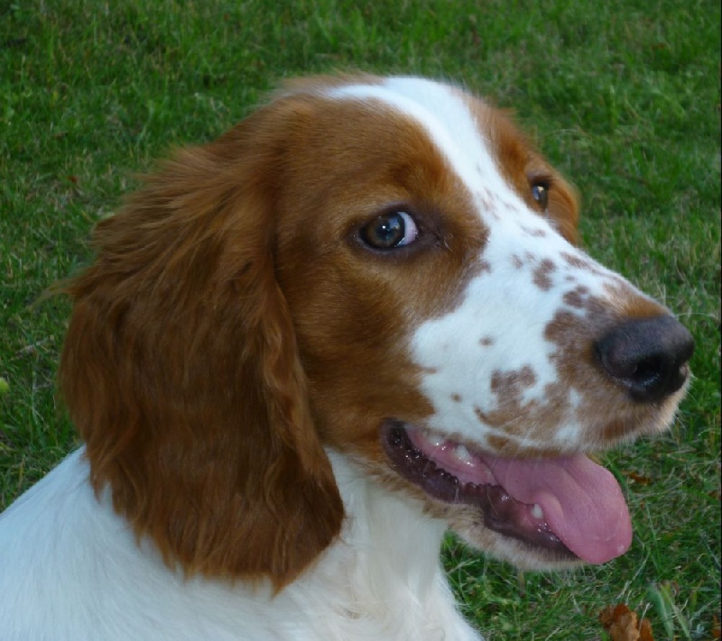 Fidji du Domaine de Kérarzic Vilin