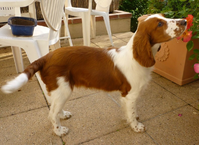 Fidji du Domaine de Kérarzic Vilin