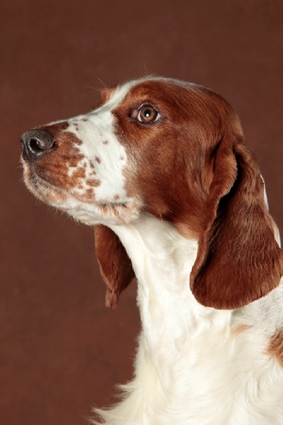 Fidji du Domaine de Kérarzic Vilin