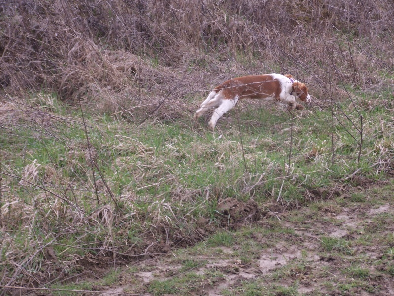 Fidji du Domaine de Kérarzic Vilin
