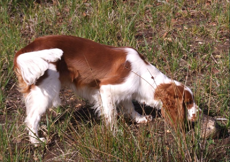 Fidji du Domaine de Kérarzic Vilin