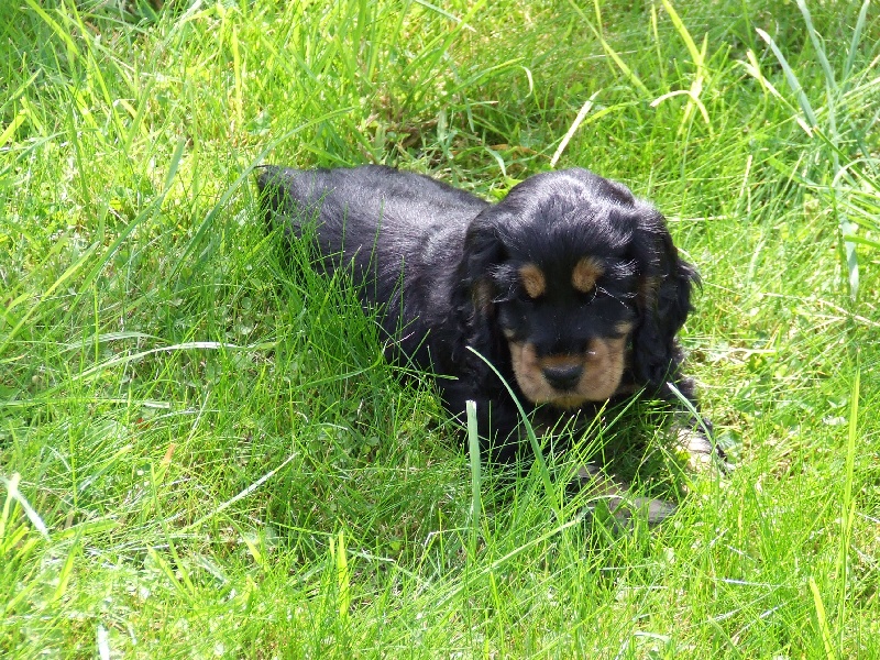 Holly dolly du Domaine de Kérarzic Vilin