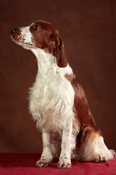 Fidji du Domaine de Kérarzic Vilin