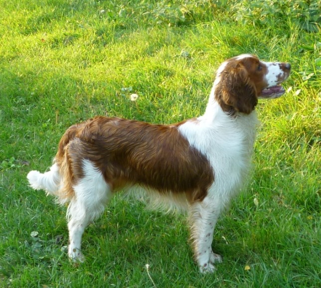 Fidji du Domaine de Kérarzic Vilin