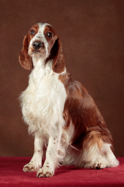 Fidji du Domaine de Kérarzic Vilin