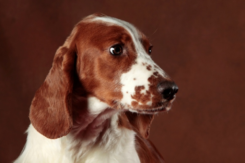 Fidji du Domaine de Kérarzic Vilin