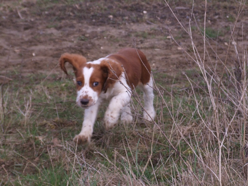 Fidji du Domaine de Kérarzic Vilin
