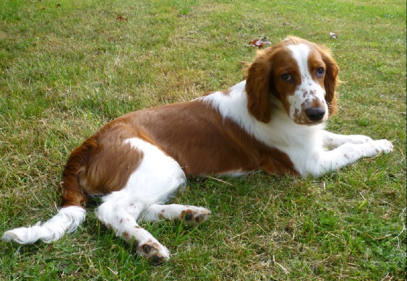 Fidji du Domaine de Kérarzic Vilin