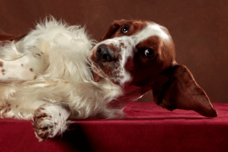 Fidji du Domaine de Kérarzic Vilin