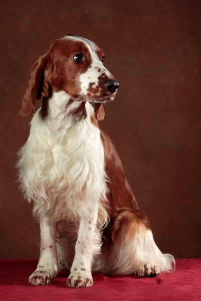 Fidji du Domaine de Kérarzic Vilin