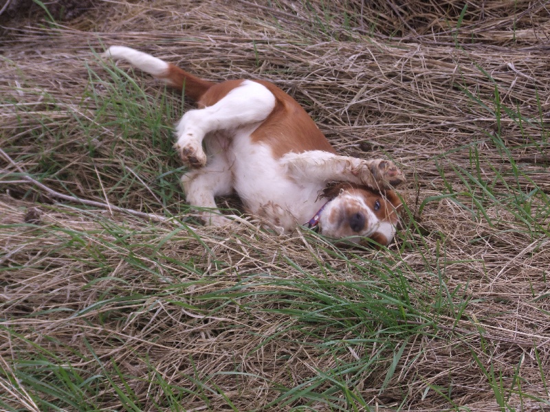 Fidji du Domaine de Kérarzic Vilin