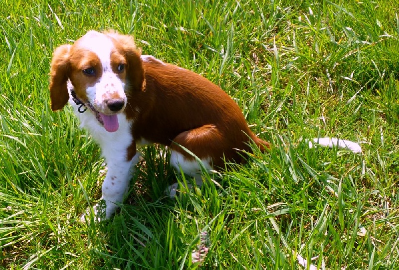 Fidji du Domaine de Kérarzic Vilin