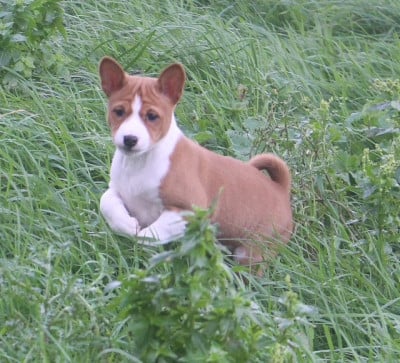 Les chiots de Basenji