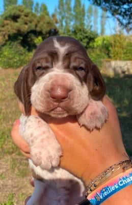 Les chiots de Braque Italien