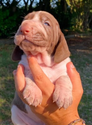 Les chiots de Braque Italien
