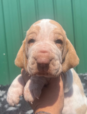 Les chiots de Braque Italien