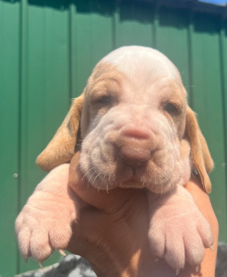Les chiots de Braque Italien