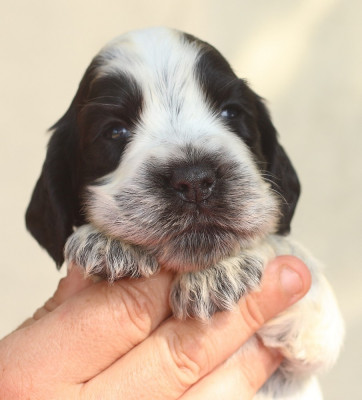 Les chiots de Cocker Spaniel Anglais
