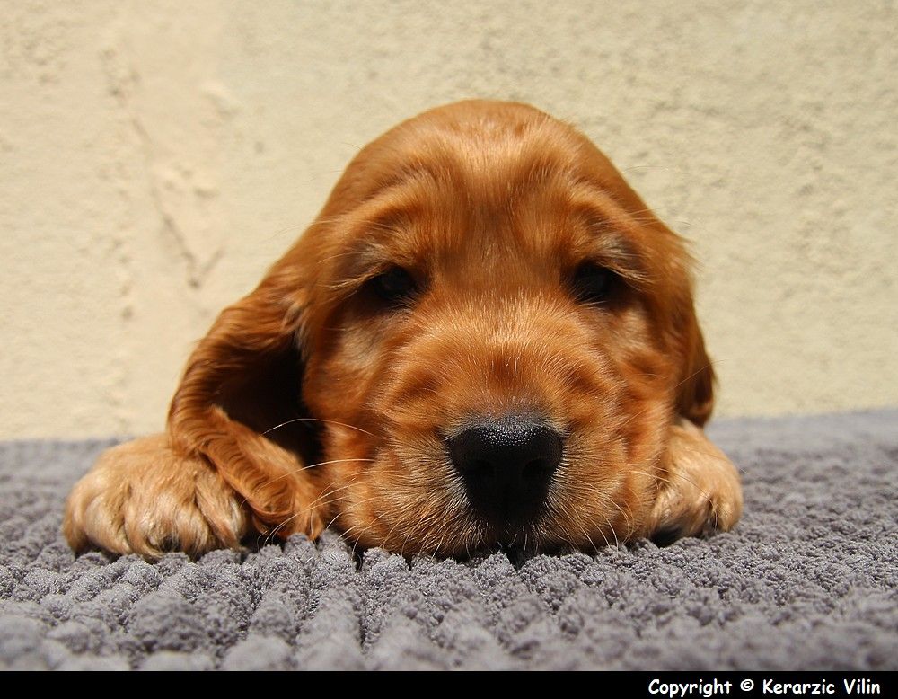 chiot Cocker Spaniel Anglais du Domaine de Kérarzic Vilin