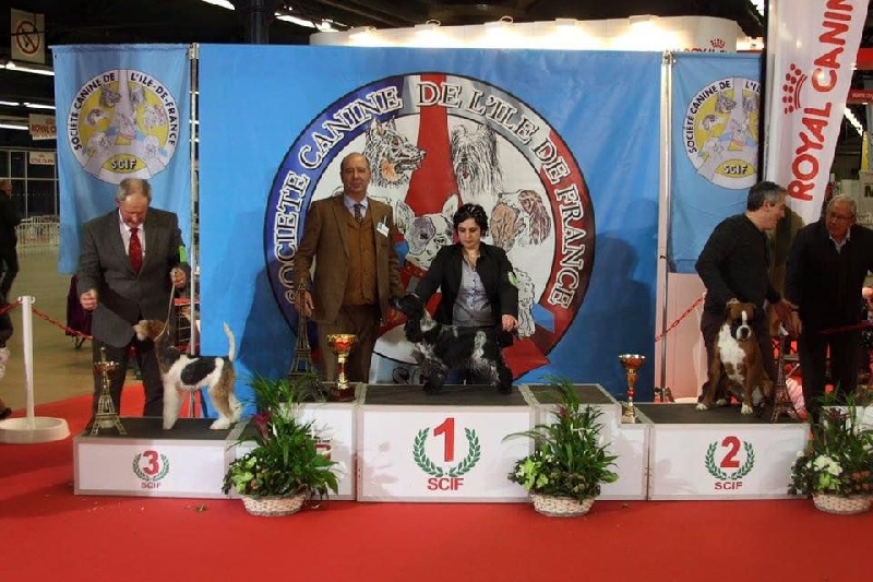 CH. I follow rivers du Domaine de Kérarzic Vilin - CACS CACIB BOS BIS Sexe Opposé