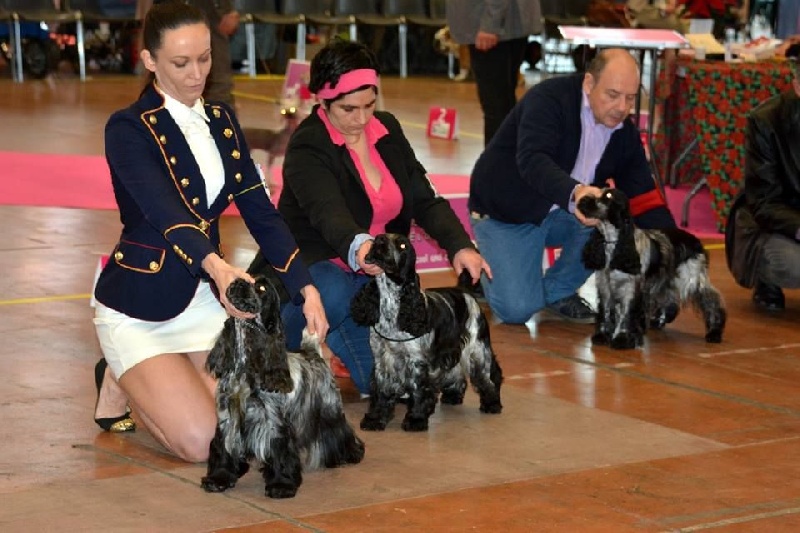 CH. I follow rivers du Domaine de Kérarzic Vilin - 2ème Excellente RCACS