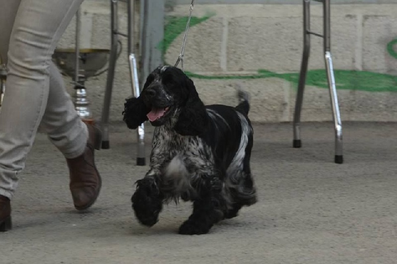 CH. I follow rivers du Domaine de Kérarzic Vilin - 1ère Excellente CACS RCACIB