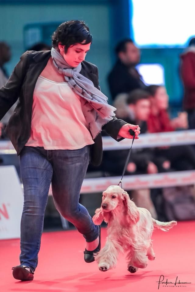 Elastic girl du Domaine de Kérarzic Vilin - 1er excellent BOB Vétéran