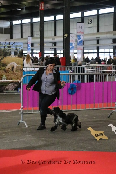 CH. I follow rivers du Domaine de Kérarzic Vilin - 1ère Excellente CACS