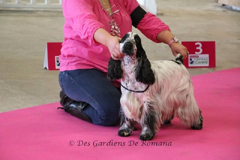 CH. Fatal-beauty du Domaine de Kérarzic Vilin - 2ème Excellente RCACS