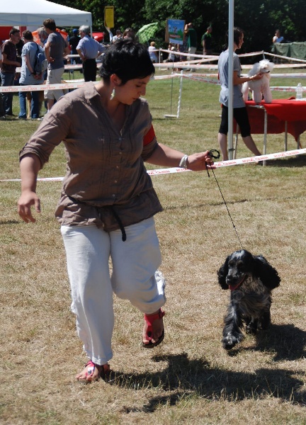 Celtic beauty du Domaine de Kérarzic Vilin - 1er Excellente CACS