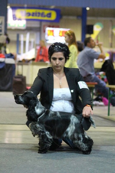 CH. I follow rivers du Domaine de Kérarzic Vilin - 1er Excellent Champion Jeune du Luxembourg