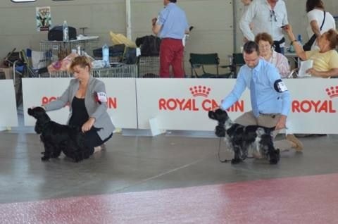 CH. I follow rivers du Domaine de Kérarzic Vilin - 1ère excellente CACS RCACIB