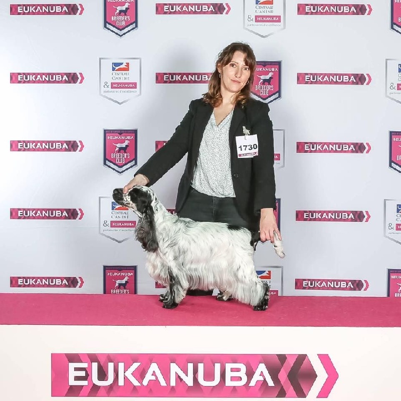 CH. Fatal-beauty du Domaine de Kérarzic Vilin - 1ère Excellente CACIB