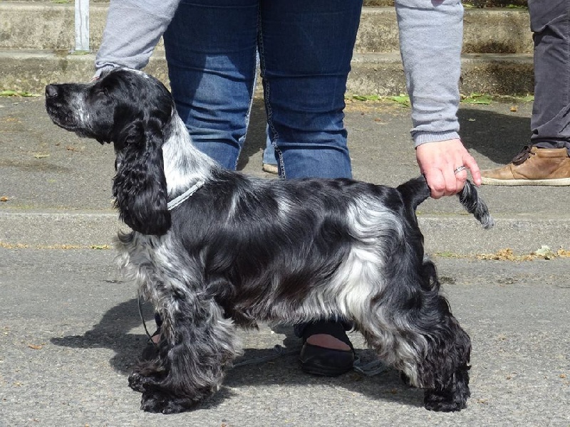 CH. I follow rivers du Domaine de Kérarzic Vilin - 1ère Très Prometteur BOB Puppy