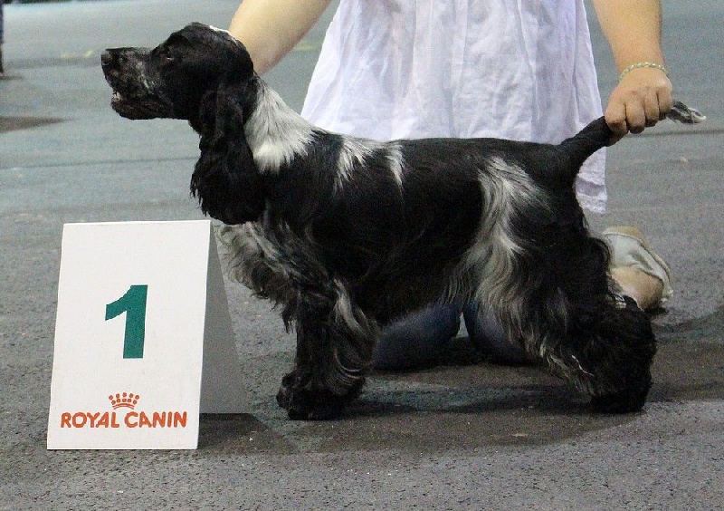 CH. I follow rivers du Domaine de Kérarzic Vilin - 1er Excellente BOS Jeune