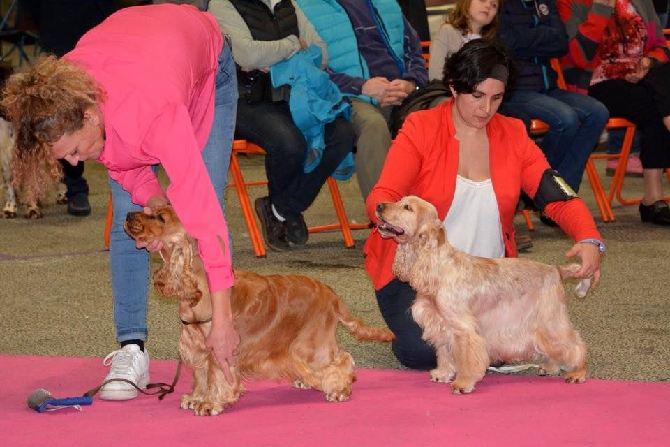 Elastic girl du Domaine de Kérarzic Vilin - 1ère Excellente BOB Vétéran